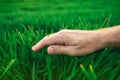 Farmer's hand over young green wheat, crop protection concept Royalty Free Stock Photo