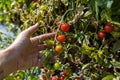 Farmer`s hand picking a red tomatoes Royalty Free Stock Photo