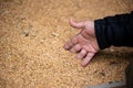 a farmer's hand picks grains in a heap of wheat grains drying at mill storage or grain elevator