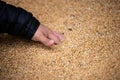 a farmer's hand picks grains in a heap of wheat grains drying