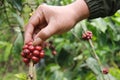 The farmer`s hand picks the ripe coffee beans.