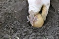Farmer`s hand planting prepared germinating potato tuber Royalty Free Stock Photo