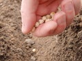 Mans hand planting peas in the garden. FarmerÃÂ´s hand planting seed of green peas into soil. Sowing at springtime