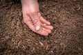 Farmer`s hand planting seeds in soil Royalty Free Stock Photo