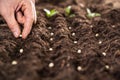 Farmer`s Hand Planting Seeds In Soil Royalty Free Stock Photo