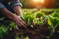 Farmer's Hand Planting Young Lettuce Seedlings in Vegetable Garden. AI