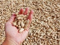 A Farmer's Hand Presenting Freshly Harvested Peanuts in Shells with a Full Backdrop of Unprocessed Groundnuts Royalty Free Stock Photo