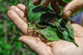 A farmer& x27;s hand shows a damaged soybean leaf with Vanessa cardui burdock caterpillar