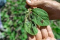 A farmer& x27;s hand shows a damaged soybean leaf with Vanessa cardui burdock caterpillar