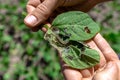 A farmer& x27;s hand shows a damaged soybean leaf with Vanessa cardui burdock caterpillar