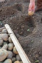 The farmer`s hand throws a potato tuber into the ground. Planting potatoes in Russia. Selective focus Royalty Free Stock Photo