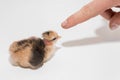 Farmer\'s hand touching with his finger a small fluffy cute newborn chick chicken on a white background, close-up Royalty Free Stock Photo
