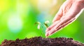 Farmer`s hand watering a young plant. Young plant growing in the morning light, new life growth. Ecology, money saving