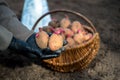 A farmer's hands in black gloves hold two tubers of pink potatoes in close-up against the background of a basket Royalty Free Stock Photo