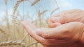 The farmer`s hands carefully study the spikelets and grains of wheat on the field Royalty Free Stock Photo