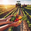 farmer's hands and child hands holding bunch of vegetables harvest on planted field