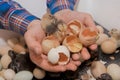 Farmer\'s hands close-up holding fluffy chicken chick and eggshell against the background of incubation in an incubator Royalty Free Stock Photo