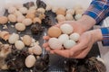 Farmer\'s hands close-up holding a pile of chicken eggs against the background of chickens in an incubator, poultry farming Royalty Free Stock Photo