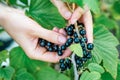 Farmer`s hands collecting ripe blackcurrant from the bush