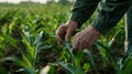The Farmer's Hands in Cornfield. AI generated Royalty Free Stock Photo