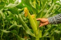 Farmer\'s hands exude gentleness as he delicately hold the lush corn, aware of the responsibility to nurture.