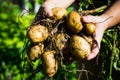 Farmer's hands with fresh digging potato plant Royalty Free Stock Photo