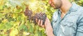 Farmer`s hands with freshly harvested black grapes - Young man holding bio italian grape cluster - Organic agriculture, vineyard Royalty Free Stock Photo