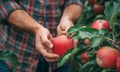 Farmer\'s hands gently hold a ripe, red apple in an orchard. The vibrant apple contrasts with the green leaves in background,