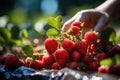 Farmer\'s hands gently plucking strawberries from their vines, showcasing the harvesting. AI Generated