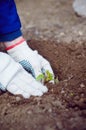 Farmer's hands planting sproud in soil Royalty Free Stock Photo