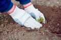 Farmer's hands planting sproud Royalty Free Stock Photo