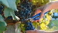 Farmer `s hands harvests red grape from a tree at vineyard