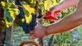 Farmer `s hands harvests red grape from a tree at vineyard