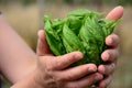 Hands holding freshly cut basil leaves