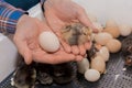 Farmer\'s hands holding a chicken hatching egg and a small fluffy cute chicken chick against the background of an incubator, Royalty Free Stock Photo