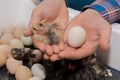 Farmer\'s hands holding a chicken hatching egg small fluffy cute chicken little chick incubator poultry farming Royalty Free Stock Photo