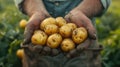 Farmer\'s hands holding fresh harvested potatoes with soil