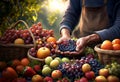 Farmer holding freshly harvested grapes and blueberries and various fruits from farm during morning sunrise Royalty Free Stock Photo