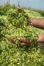 Farmer's hands holding freshly harvested silage corn maize.