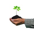 Farmer`s hands holding a green young plant isolated on white Royalty Free Stock Photo