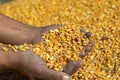 Farmer`s Hands Holding Harvested Grain Corn Royalty Free Stock Photo