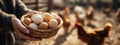 Farmer's hands holding a wicker basket of fresh, free-range eggs with chickens in the background Royalty Free Stock Photo