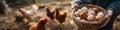 Farmer's hands holding a wicker basket of fresh, free-range eggs with chickens in the background Royalty Free Stock Photo