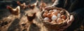 Farmer's hands holding a wicker basket of fresh, free-range eggs with chickens in the background Royalty Free Stock Photo