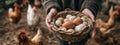 Farmer's hands holding a wicker basket of fresh, free-range eggs with chickens in the background Royalty Free Stock Photo