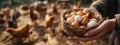 Farmer's hands holding a wicker basket of fresh, free-range eggs with chickens in the background Royalty Free Stock Photo