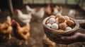Farmer's hands holding a wicker basket of fresh, free-range eggs with chickens in the background Royalty Free Stock Photo