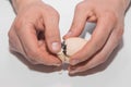 Farmer's hands of a man close-up helping a chicken chick get out of a hatching egg on a white background Royalty Free Stock Photo