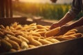 farmer's hands peeling corn close-up