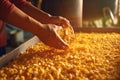 farmer's hands peeling corn close-up